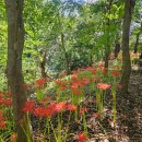 도솔천 | 9월 21일 현재, 선운산 꽃무릇 개화 상황 + 도솔천 풍경 (선운사 나들이 후기)