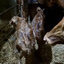 쌍둥이축산 이미지