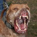 면목동-072 이미지