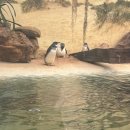 [시드니 DAY2-2] 부산촌놈 촬영지, 시드니주 동물원, sydney zoo, 줌줌투어 후기