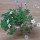 사랑초 7종 ㅡ5분 이미지