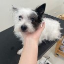 멈머링(mummuring) 이미지