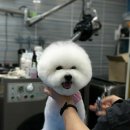 뿌이숑 이미지