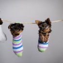 베스트애견 이미지