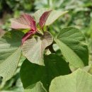 새순약국 이미지