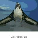 알바트로스 이미지