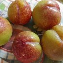 낙원농장4 이미지