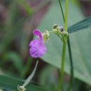 강낭콩 Phaseolus vulgaris var. humilis Alef. 이미지