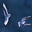 부산갈매기 이미지