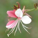 가우라 [Gaura Lindheimeri] (바늘꽃, 홍접초) 이미지