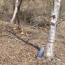 자작나무민박 이미지