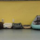 제제네 멍치원 이미지