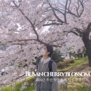 낙동제방 삼락동주민센터 맞은편 | 명소 만개 강서 낙동강 30리 벚꽃축제 일정 축하공연 김경호 대저생태공원 주차 낙동제방벚꽃길 카페이띠