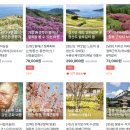 국내 효도여행 당일치기 패키지 진해여행 아너드투어 후기