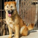 청화오리 이미지