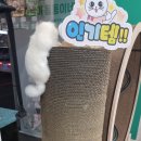 진영냥이 이미지