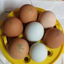 토마토 계란 스크램볼 이미지