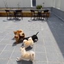 도그월드 이미지