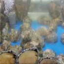전*복 - 미추홀구 인주대로120번길 10-20 | 전*복