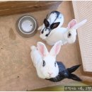 정수농장 | 용인 동물농장 체험｜예약 필수 온가족 주말 나들이로 무럭무럭농장 다녀온 후기 크별맘