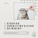 아이캣 고양이미용 호텔 | 천안고양이미용 천안고양이호텔 아이캣 겁이 많은 고양이 호텔링 후기🩷