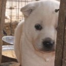 해피데이즈 이미지