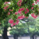 배롱나무거리 이미지