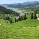 보성녹돈삼합 이미지