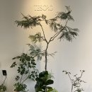 테소로 | [울산 동구 꽃집] 테소로 : 아스파라거스 메어리 픽업 후기