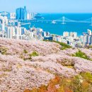 마하사 현왕도 | "하늘 아래 첫 벚꽃길?" 부산 황령산 3km 꽃터널, 드라이브 끝판왕 등장!