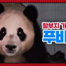 판다북 이미지