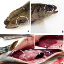 북미곤들메기 (brook trout)의 Lactococcus garviae감염 증상 이미지