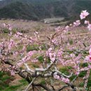 복사꽃마을 이미지