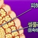 올가라인