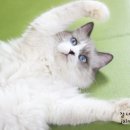 블루랙돌 이미지