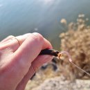 만정1호 이미지