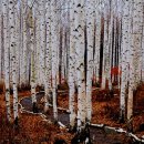 원대리 자작나무숲 이미지