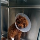 그루동물병원 이미지