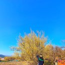 용궁회관 | 남원 용궁마을 산수유 꽃 축제 후기 – 조용한 축제 러버는 만족 (광한루 원앙 귀여워)