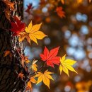 Appreciation! 감사! 감사하며 살라 이미지