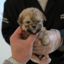 대구강아지분양 퍼피얌 이미지