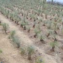 한계농장 이미지