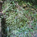 제주 천제연 난대림 이미지