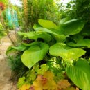 자작나무쉼터 이미지