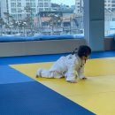 고창유도관 이미지