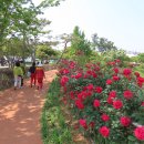오월은 장미의 계절, 성산호수공원 울타리를 장식한 장미꽃 이미지