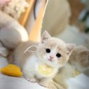 미오미오 고양이분양 이미지