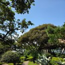 씨에스팜 | 서귀포 ; 14,000원 어메리까노 마신 날, '카노푸스 카페'