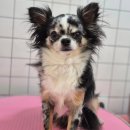 하니 그루밍( Hani Grooming) 네이버블로그