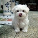 매가패스 이미지